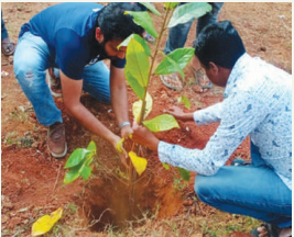 TREE PLANTATION 